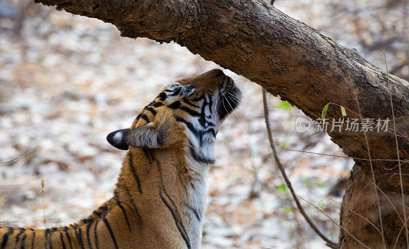 孟加拉虎，Ranthambore -印度